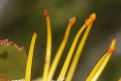 Leucospermum cuneiforme