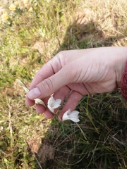 Iridaceae