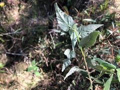 Abutilon oxycarpum