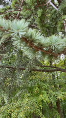 Cedrus atlantica