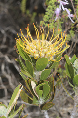 Leucospermum cuneiforme