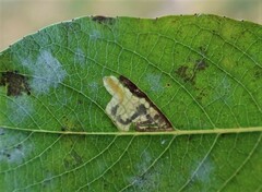 Stigmella salicis