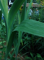 Brachycera