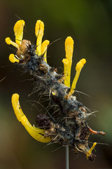 Cordyceps