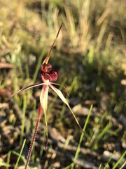 Caladenia ampla