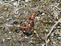 Myrmecia nigriscapa