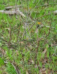 Dillwynia sericea
