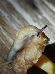 Malacolimax