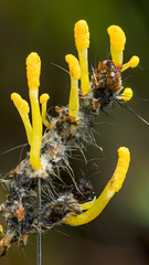 Cordyceps