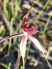 Caladenia ampla