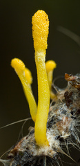 Cordyceps