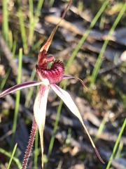 Caladenia ampla