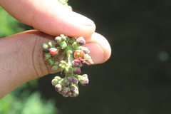Scrophularia auriculata