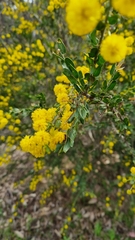 Acacia paradoxa