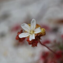 Drosera micrantha