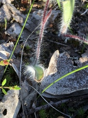 Caladenia ampla