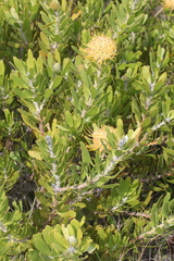 Leucospermum cuneiforme