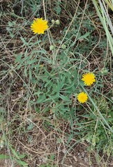 Sonchus tenerrimus