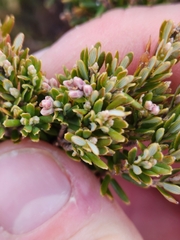 Acrothamnus suaveolens