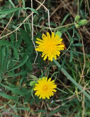 Sonchus tenerrimus