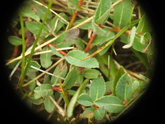 Salix foetida