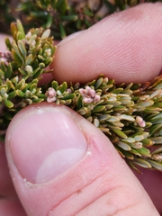 Acrothamnus suaveolens