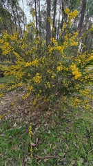 Acacia paradoxa