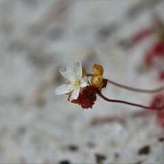 Drosera micrantha