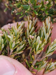 Acrothamnus suaveolens