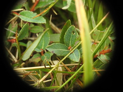 Salix foetida