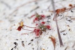 Drosera micrantha