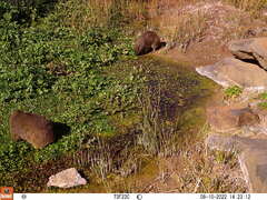 Procavia capensis capensis