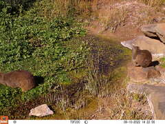 Procavia capensis capensis