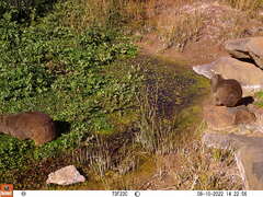 Procavia capensis capensis
