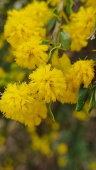 Acacia paradoxa