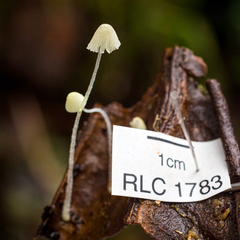 Mycena chloroxantha