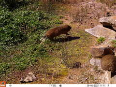 Procavia capensis capensis
