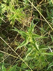 Heteropterus morpheus