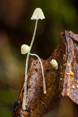 Mycena chloroxantha
