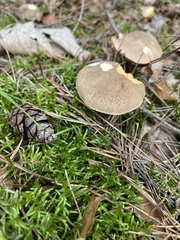 Xerocomellus chrysenteron