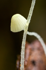Mycena chloroxantha