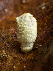 Mycena chloroxantha