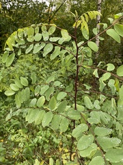 Robinia viscosa