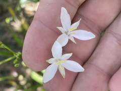 Libertia paniculata