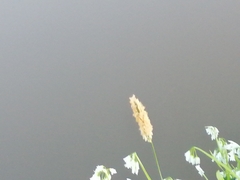 Alopecurus pratensis