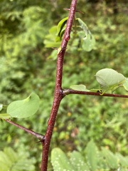Robinia viscosa
