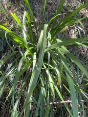 Libertia paniculata