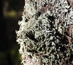 Hypogymnia farinacea
