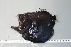 Caulophryne polynema