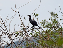 Microcarbo pygmaeus